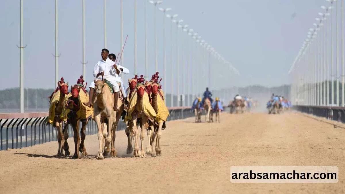 camel racing