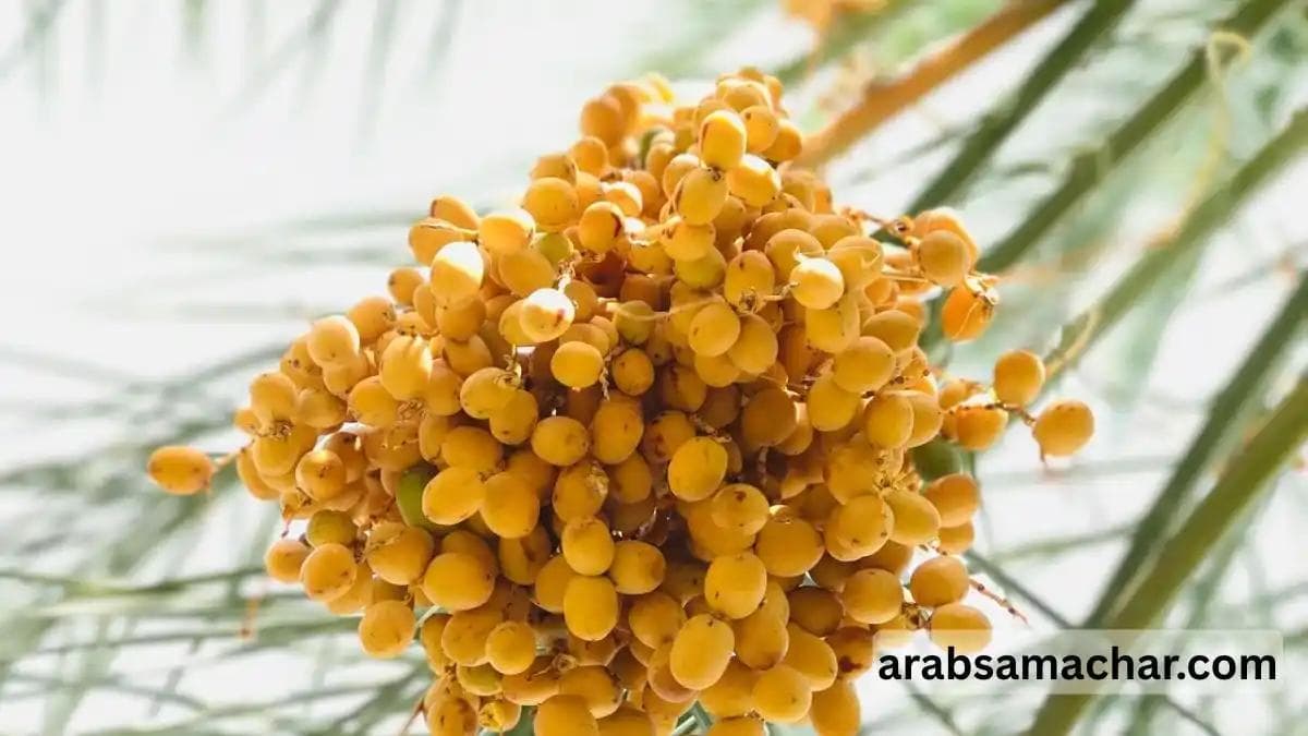 Date Fruit