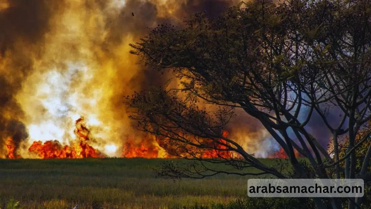 Forest Fire