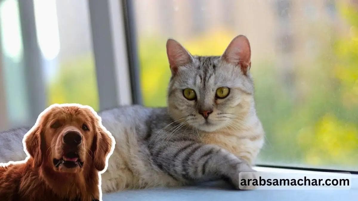 cat and dog